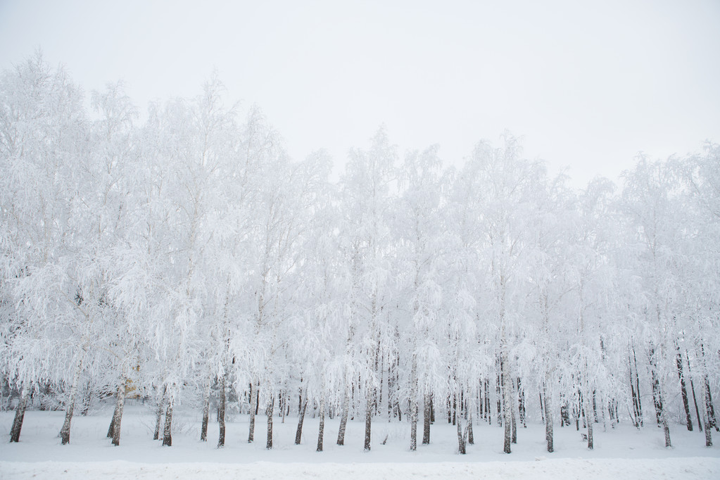 Berkenbomen in een zwart-witprinter besneeuwde forest - Foto, afbeelding