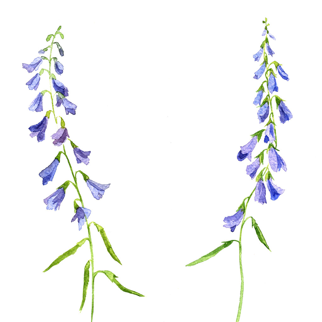 acquerello disegno fiori blu
 - Foto, immagini