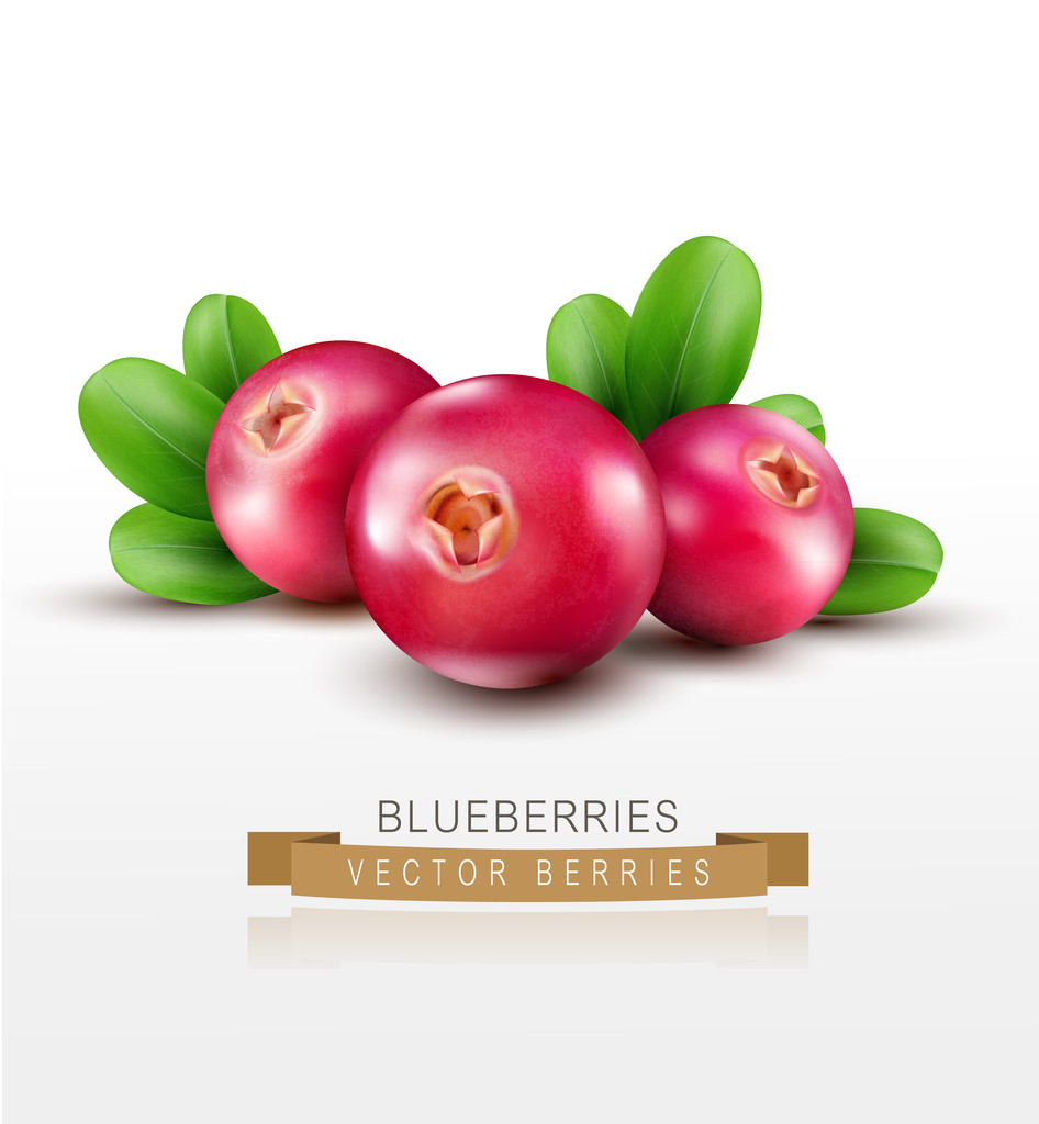 Red cranberries on white - Vector, Image