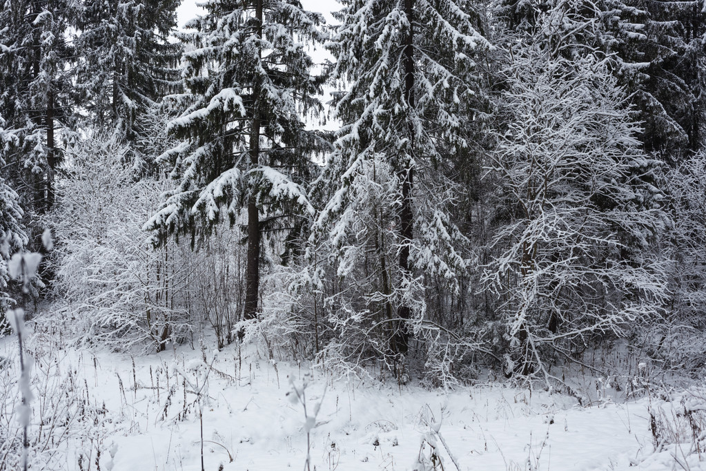 χειμώνα στο δάσος - Φωτογραφία, εικόνα