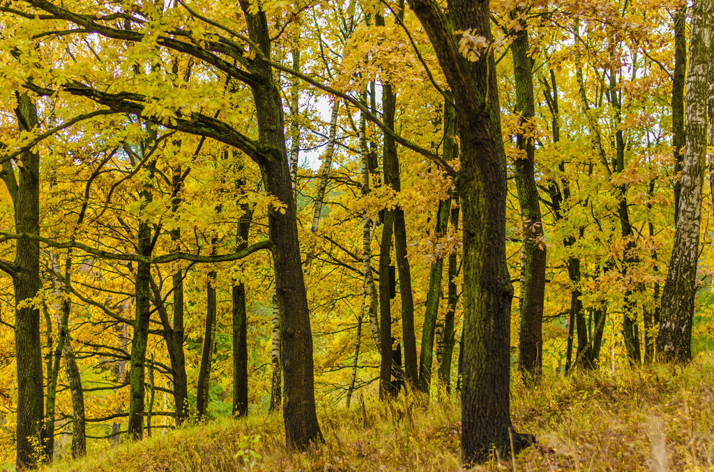 осень, осень, лес, листва, фон, ботаника
 - Фото, изображение
