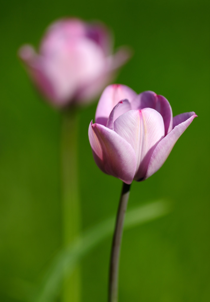 Фіалка тюльпани
 - Фото, зображення