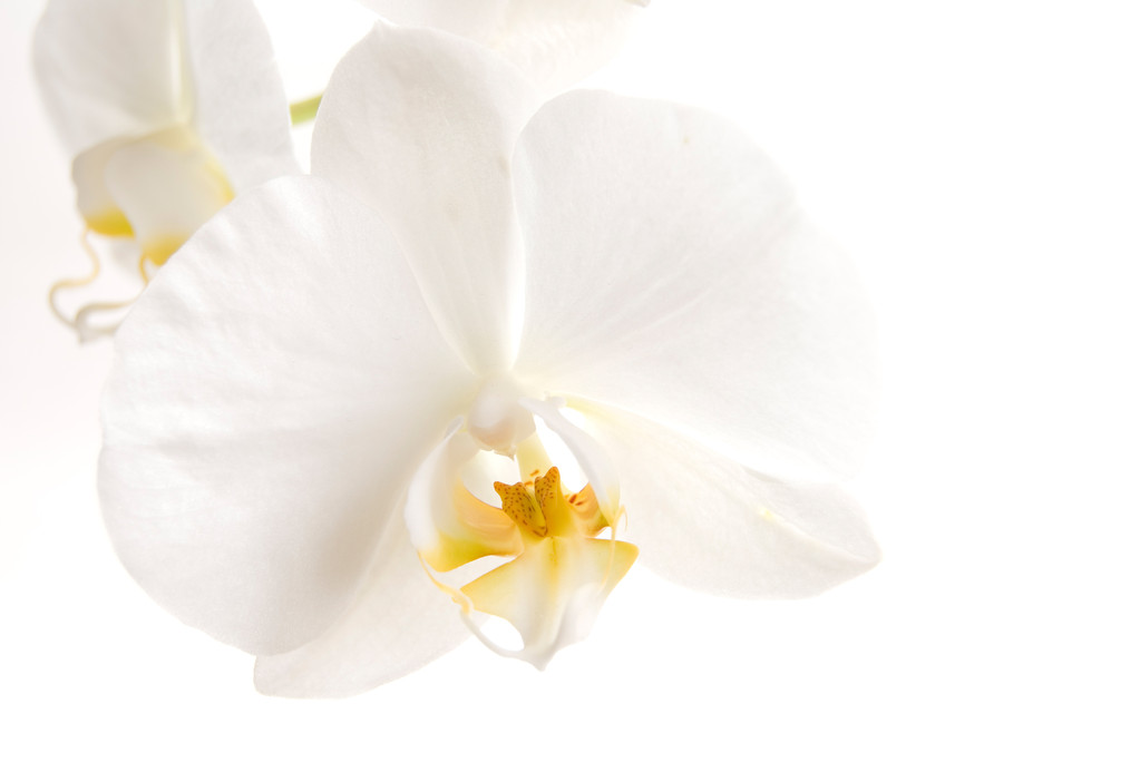 Valkoinen orkidea
 - Valokuva, kuva