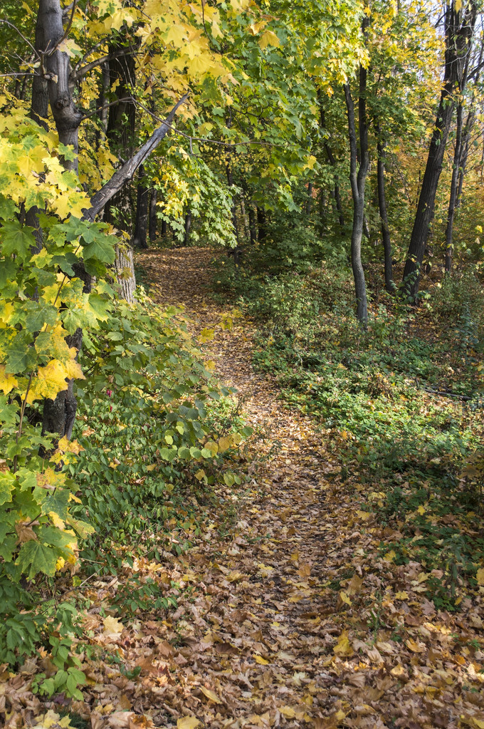 明るい秋の木の歩道 - 写真・画像