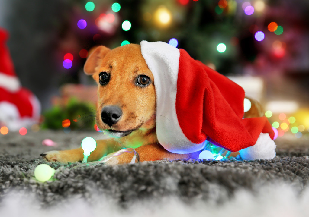 Pequeno cão engraçado bonito jogando com guirlanda em chapéu de Santa no fundo de Natal
 - Foto, Imagem