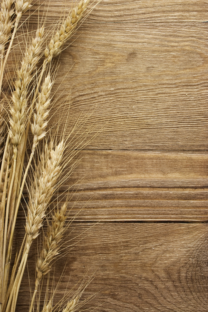 Espiga de trigo
 - Foto, imagen