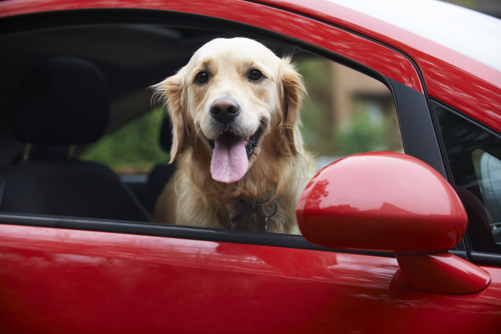 Golden Retriever Looking Out Of Car Window - Photo, Image