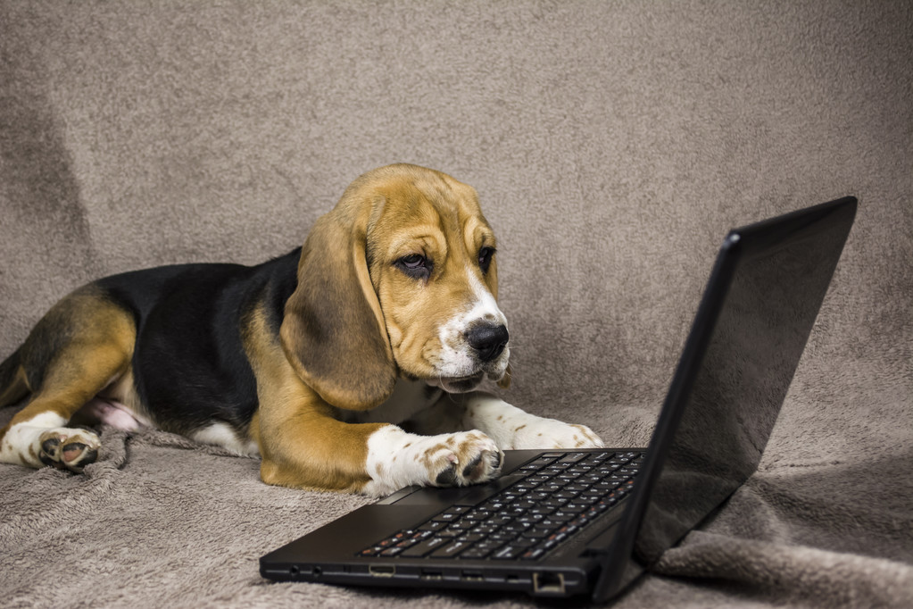 собака грають ноутбук
 - Фото, зображення