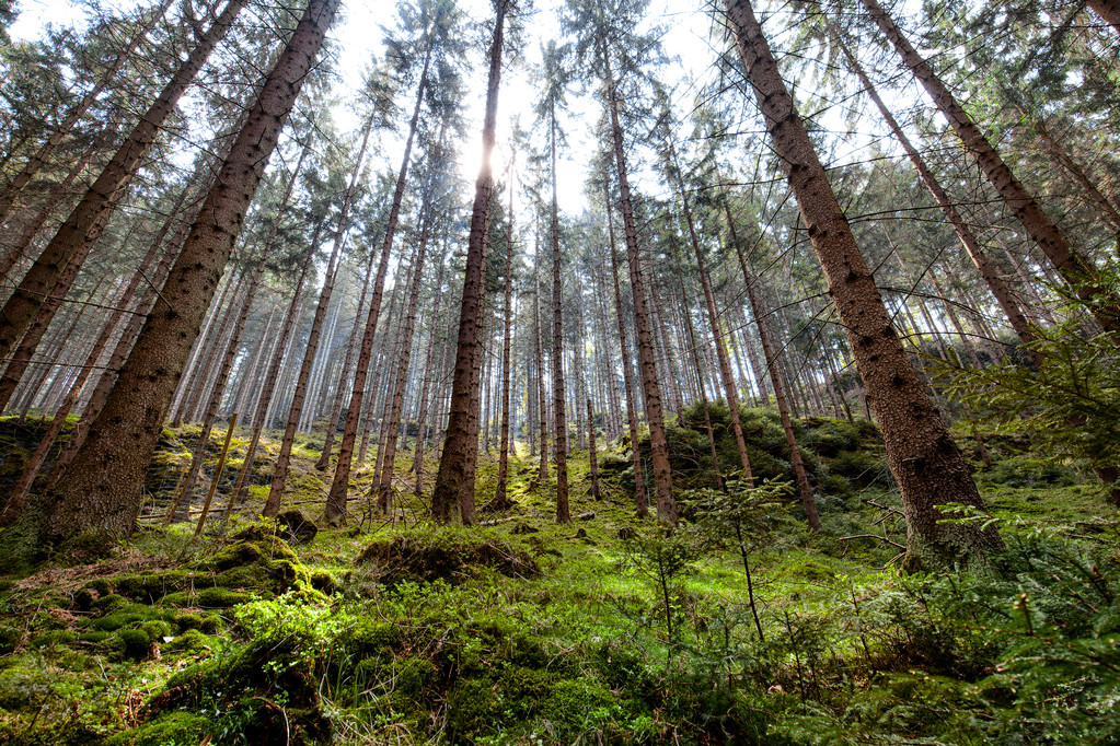 Μεγάλο δάσος, παραμύθι δάσος, περπατώντας στην Τσεχική Ελβετία Nat - Φωτογραφία, εικόνα