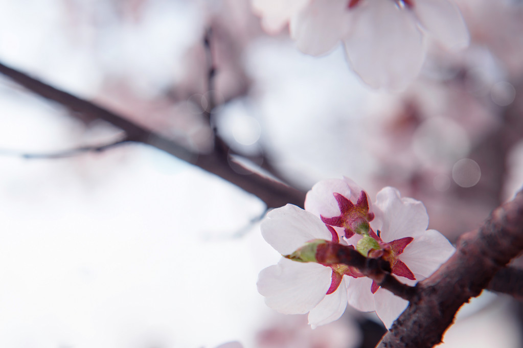 Cherry Blossom com foco suave, Sakura temporada fundo
. - Foto, Imagem