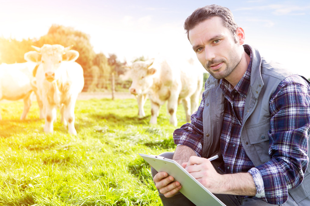 Nuori houkutteleva maanviljelijä pellolla lehmien kanssa
 - Valokuva, kuva