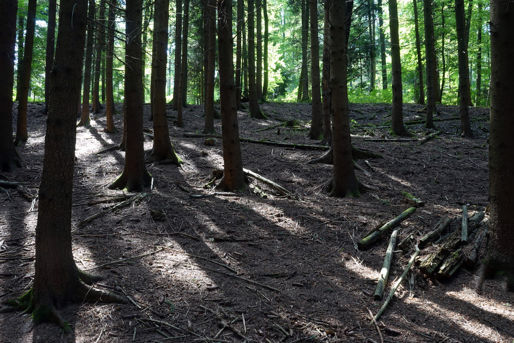 Orman ve ışık - Fotoğraf, Görsel