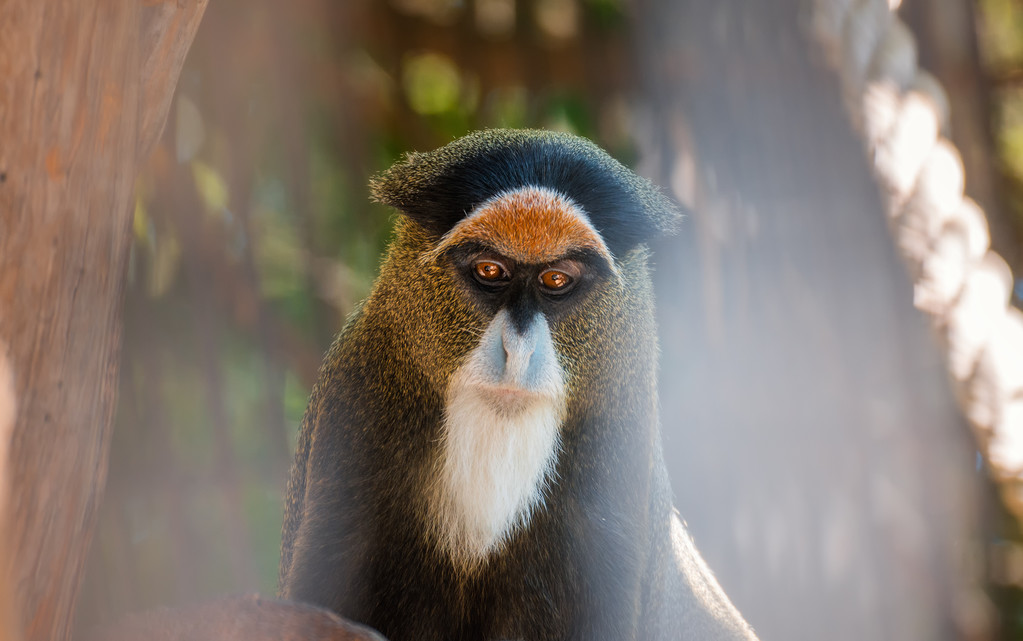 動物園の猿の肖像画 - 写真・画像