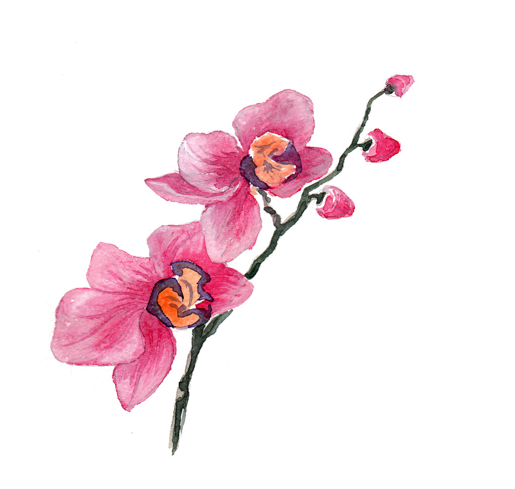 elszigetelt orchidea virágok-akvarell - Fotó, kép