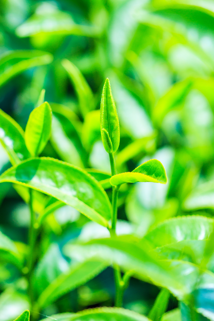 grüne Teeblätter - Foto, Bild