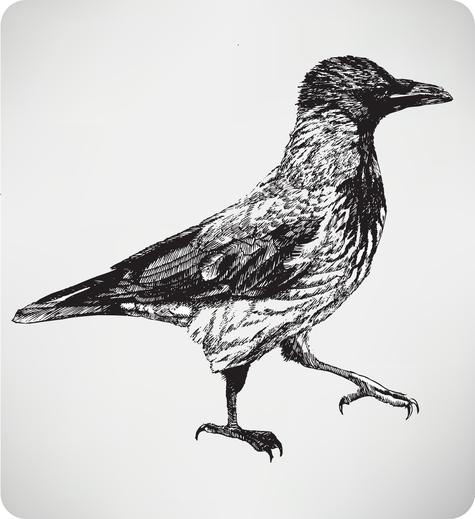 鳥フード付きのカラスは、手描き、ベクトル イラスト. - ベクター画像