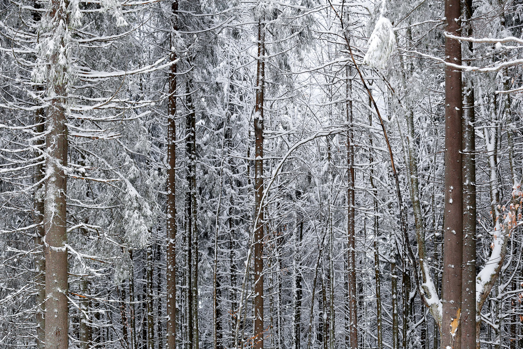 Bosque de pinos cubierto de nieve
 - Foto, Imagen