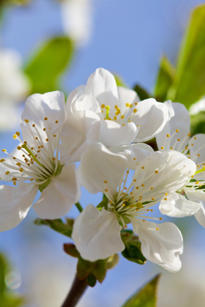 bloei van cherry bloemen - Foto, afbeelding