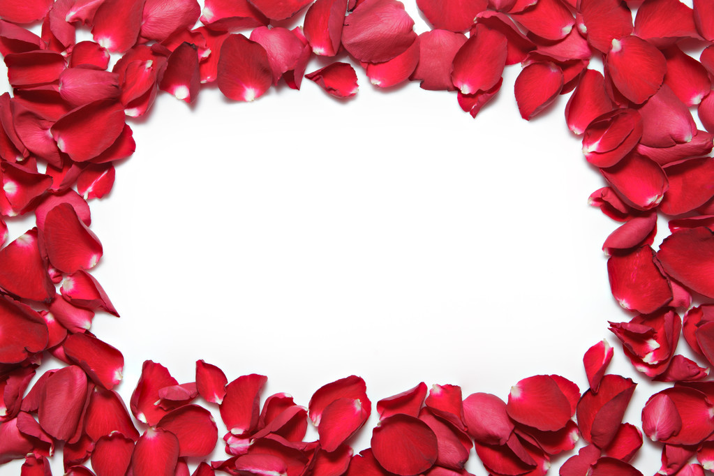 Çerçeve beyaz zemin üzerine kırmızı gül yaprakları. Sevgililer günü, bir - Fotoğraf, Görsel