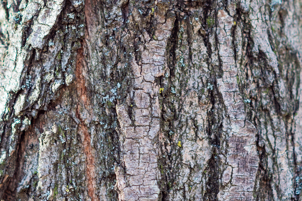Corteza de árbol
 - Foto, Imagen