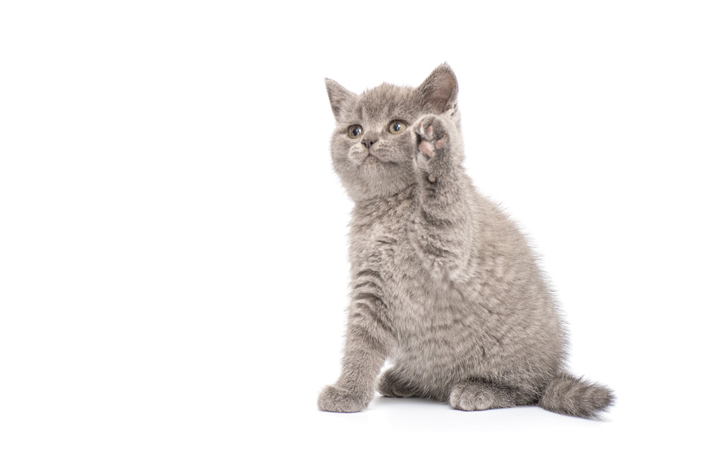 Suloinen brittiläinen pikku kissanpentu poseeraa
 - Valokuva, kuva