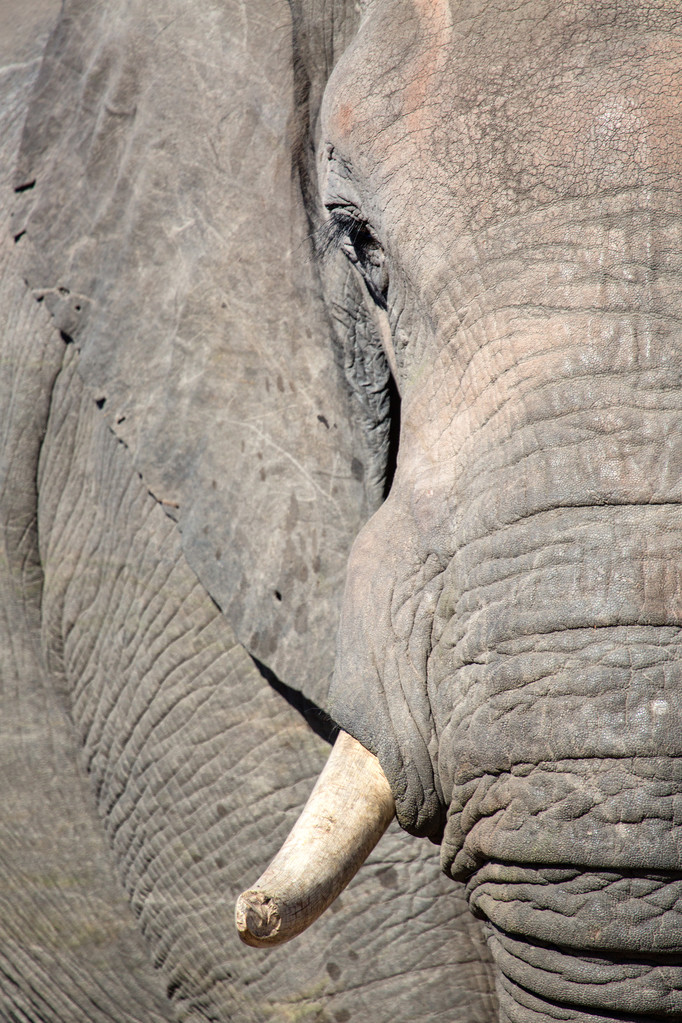 Éléphant dans le parc national Chobe
 - Photo, image