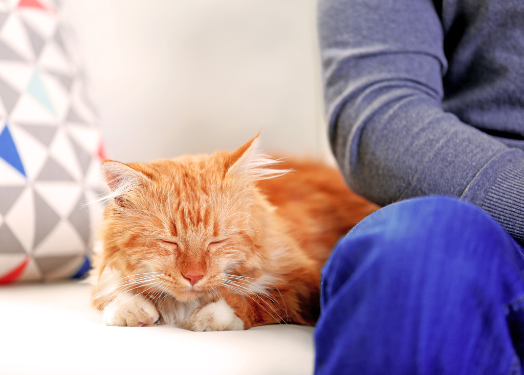 Hombre sentado con gato rojo esponjoso
 - Foto, imagen