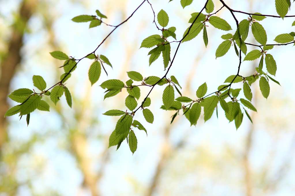 πράσινα φύλλα δέντρου - Φωτογραφία, εικόνα