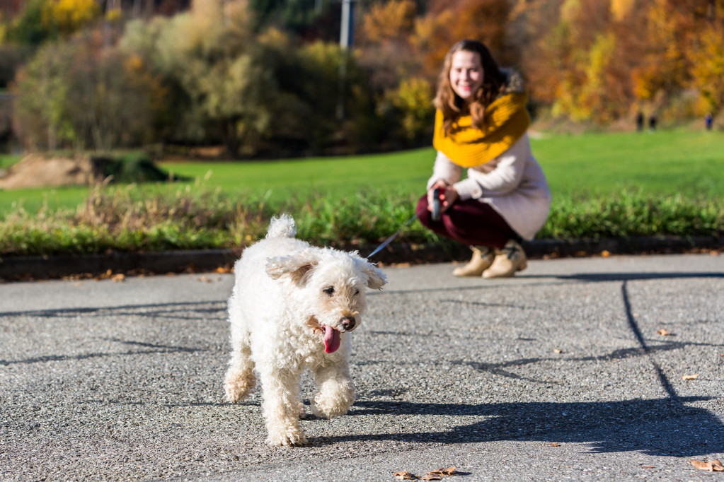 Ormandaki bir fino köpeği ile kız - Fotoğraf, Görsel