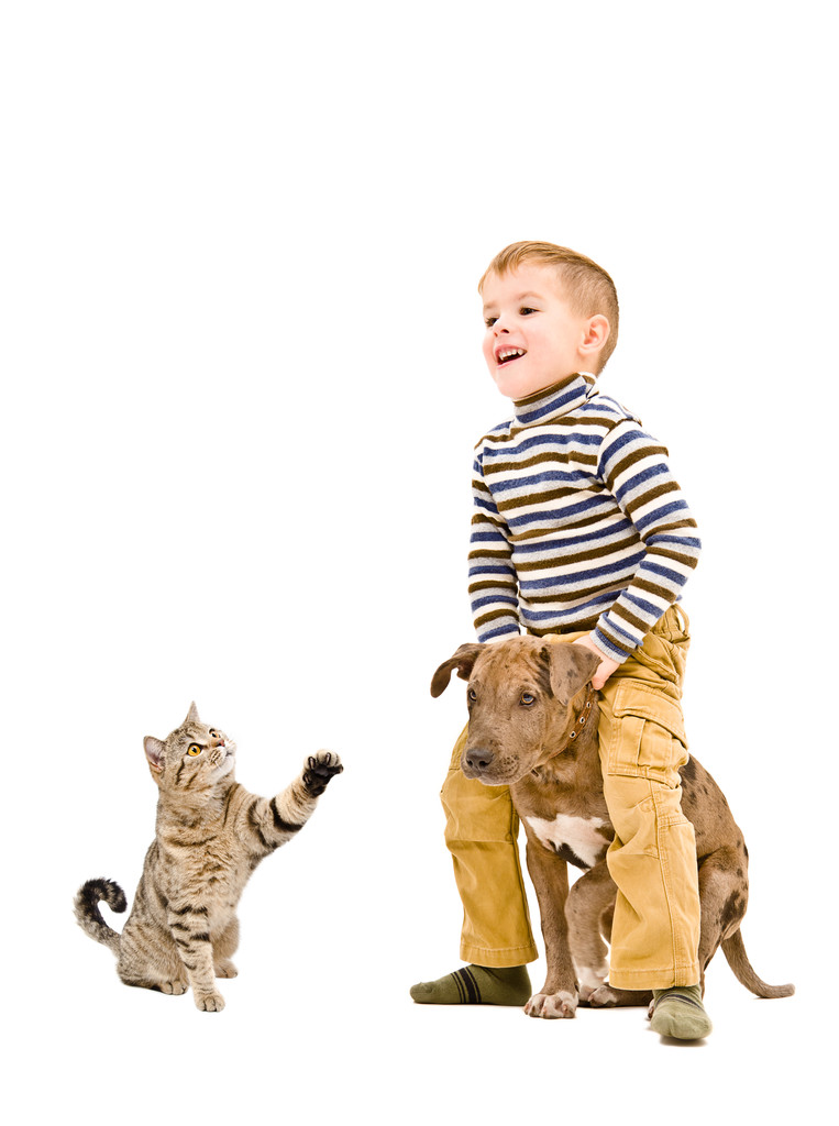 Vidám fiú játék-val egy pitbull kutya és macska - Fotó, kép