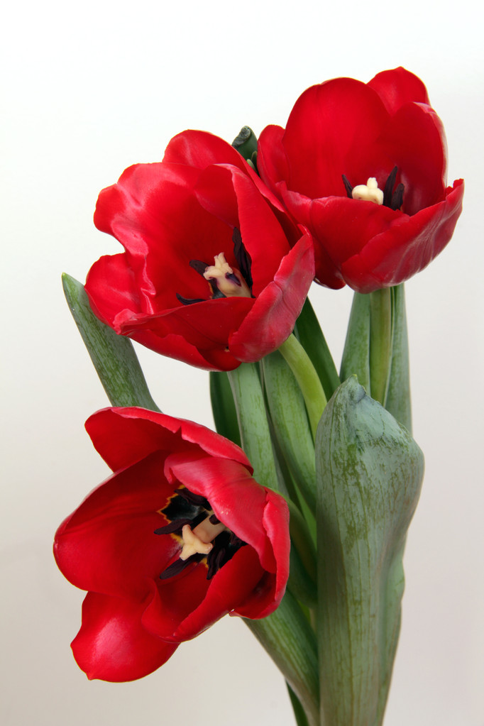 Свято квітів
 - Фото, зображення