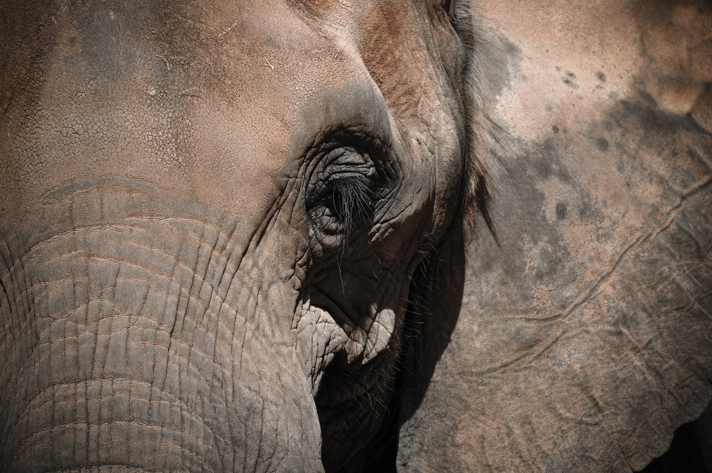 Éléphant âgé
 - Photo, image