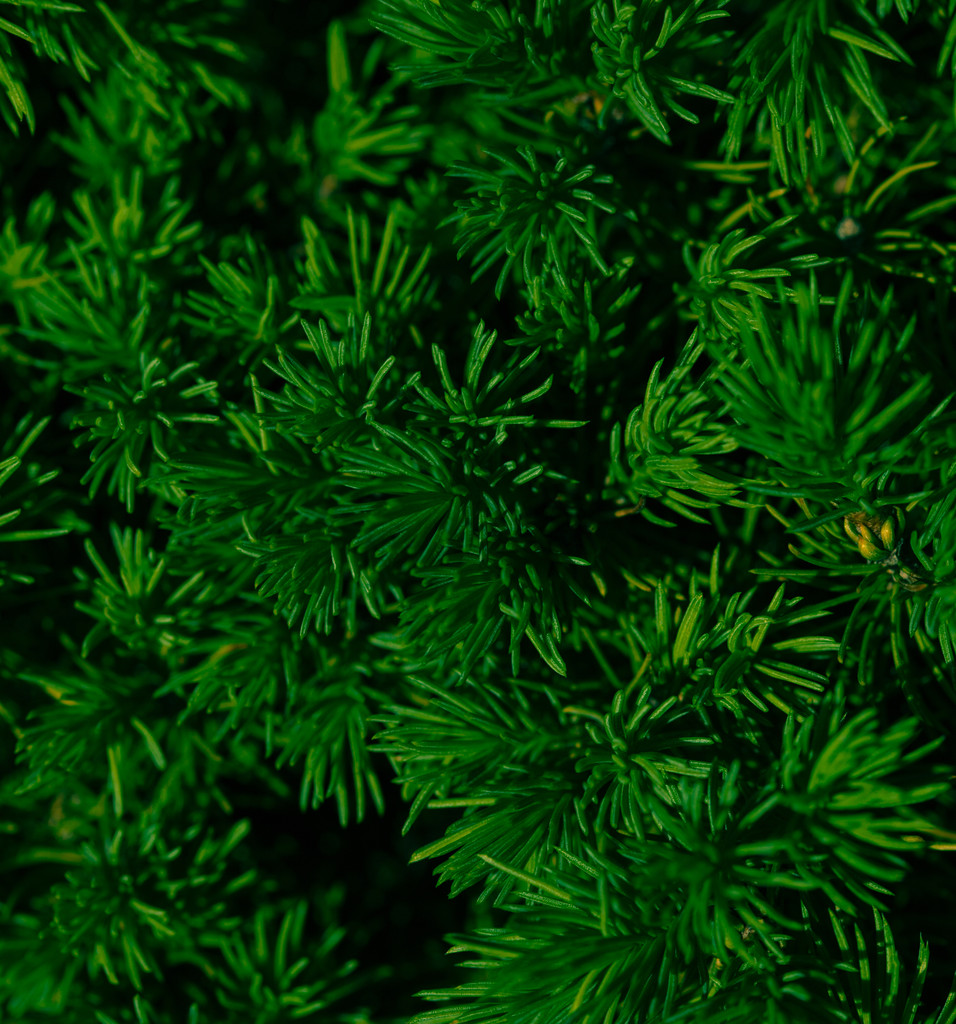 yeşil köknar ağacı veya çam dalları - Fotoğraf, Görsel
