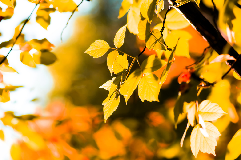hojas amarillas otoñales, foco poco profundo
 - Foto, imagen