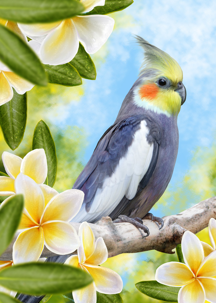 corela de papagaio de pássaro e flores brancas plumeria, frangipani
 - Foto, Imagem