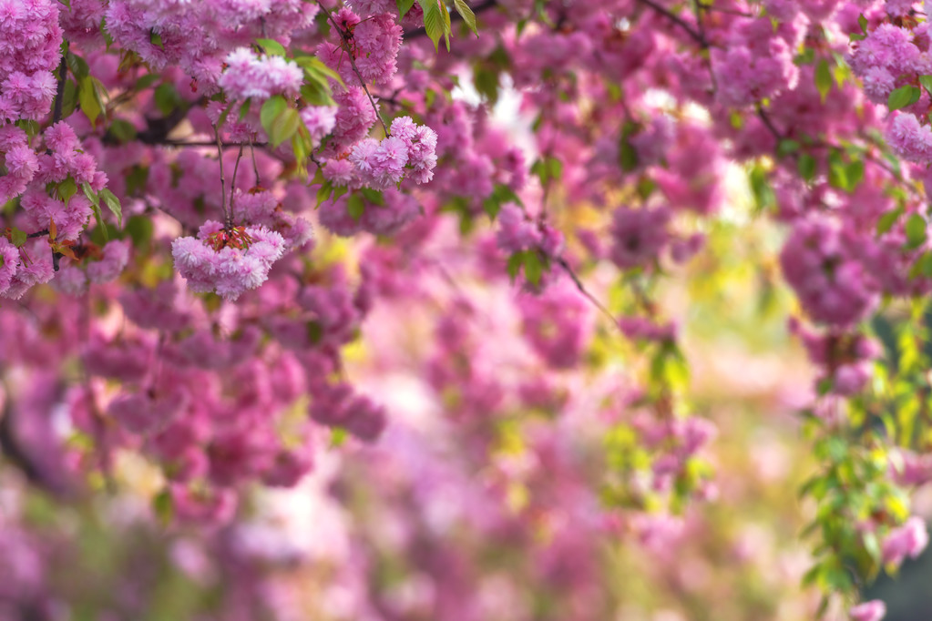 Sakura yakın çekim - Fotoğraf, Görsel