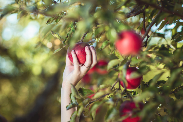 a female hand picks red apples - Fotoğraf, Görsel