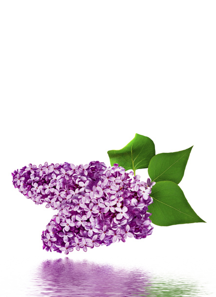 spring flowers  lilac; isolated on white background - Photo, Image