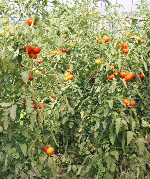 Red cherry rajčata ve skleníku - Fotografie, Obrázek