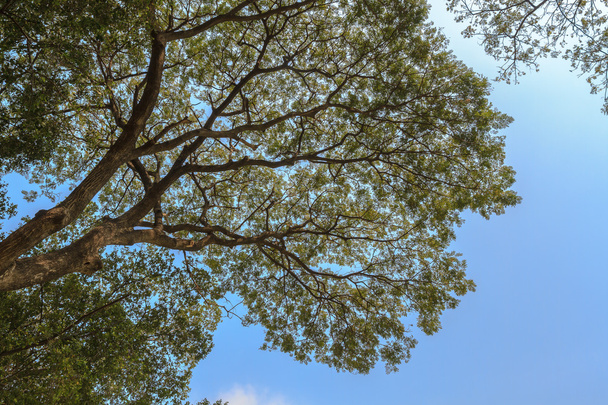 Zelený strom větví příroda abstrakt pozadí modré oblohy. - Fotografie, Obrázek