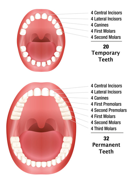 Teeth Compare Temporary Permanent - Vector, Image