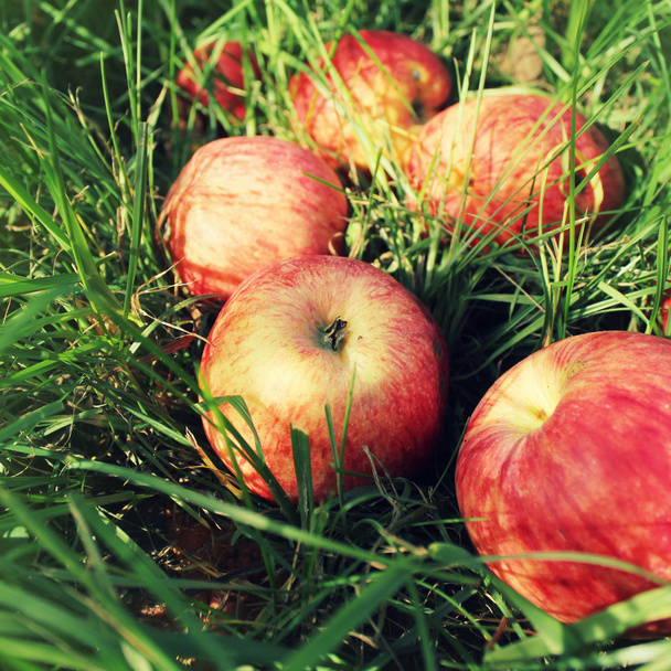 Rode appels gedaald op gras - Foto, afbeelding