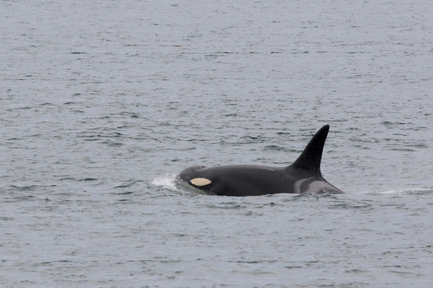 Female Orca K20 - Spock - Photo, Image