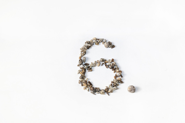 Number 6 made of shells - Photo, Image