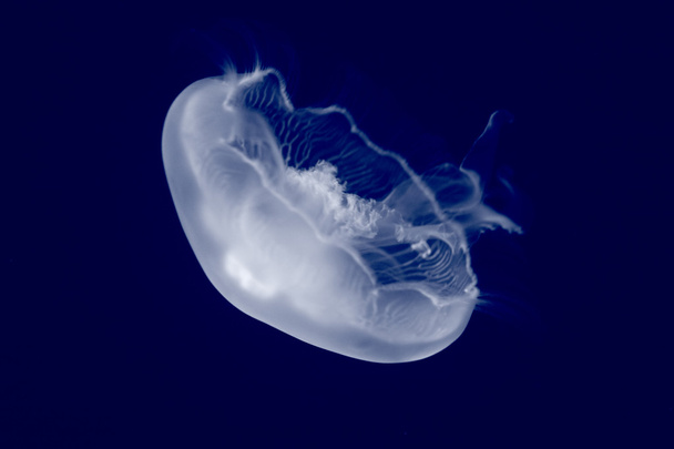 Jellyfish - Zdjęcie, obraz