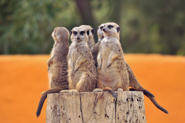 meerkats family zoo - Photo, Image