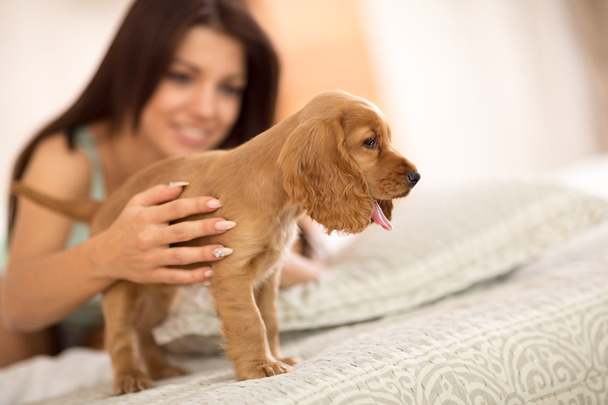 Adorable puppy Cocker Spaniel stands on the bed - Photo, image