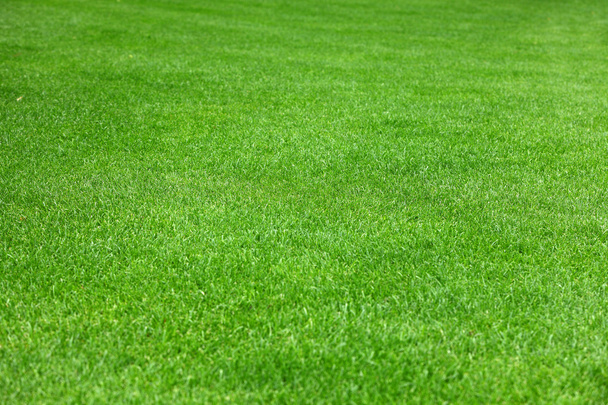 Evenly green grass - Photo, Image