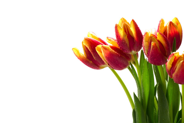 tulips in red, orange, yellow with dew drops, isolated on white  - Fotografie, Obrázek