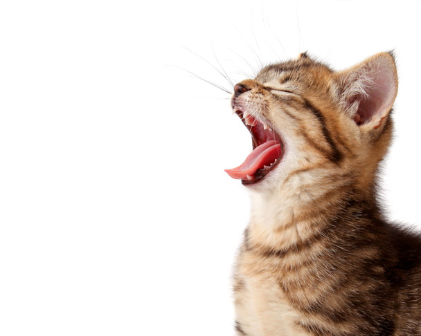 řvoucí kotě - Fotografie, Obrázek